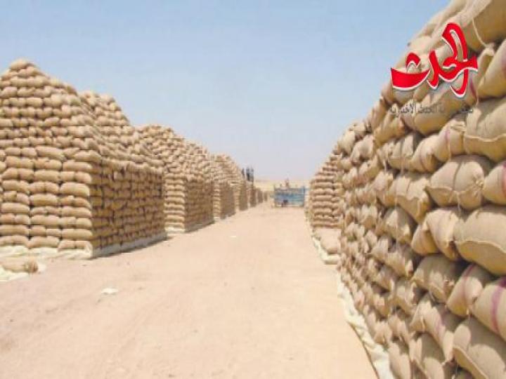 مَن المسؤول عن ضياع 5 آلاف طن من القمح في فرع «السورية للحبوب» بدير الزور ؟