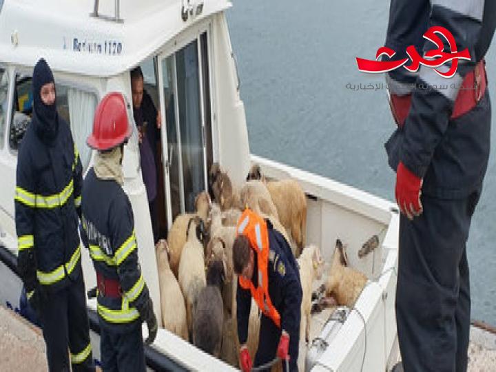 غرق باخرة محملة بـ ١٤ ألف خروف وإنقاذ الطاقم السوري في البحر الأسود