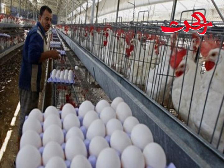 أسعار البيض و الفروج ترتفع في الأسواق والسبب ؟