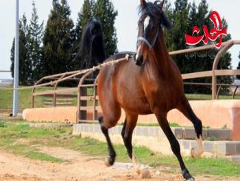 في معرض مشق: مزاد علني لبيع 24 جواداً من الخيول العربية الأصيلة