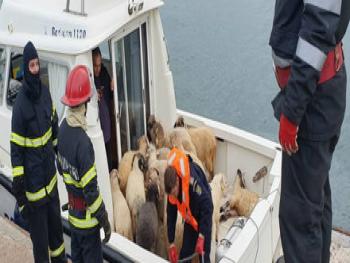 غرق باخرة محملة بـ ١٤ ألف خروف وإنقاذ الطاقم السوري في البحر الأسود