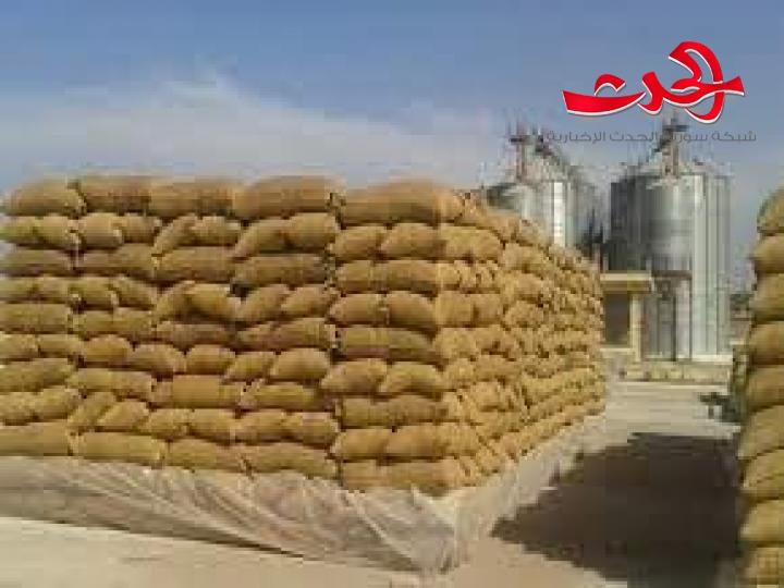 مدير السورية للحبوب : توفير 600 مليون ليرة في عقود طحن القمح لدى القطاع الخاص هذا العام