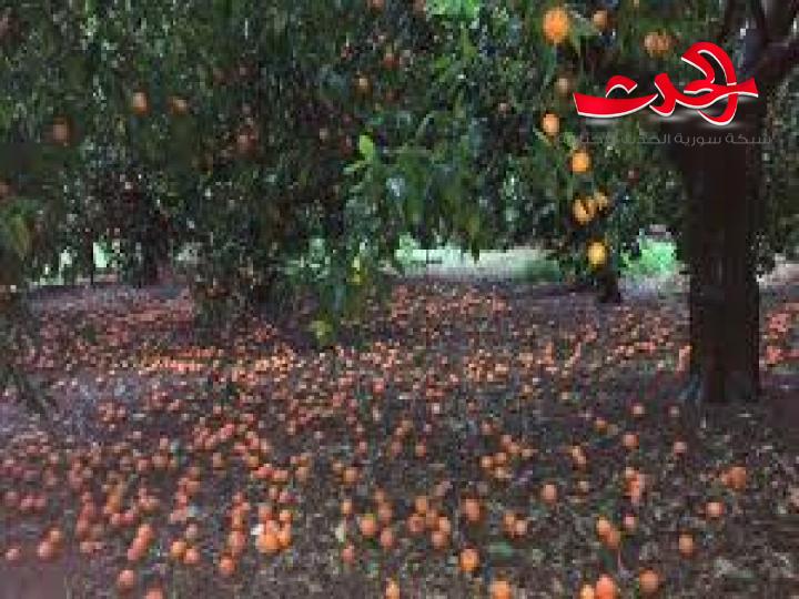 محافظة اللاذقية مستعدة لتسويق الكميات المتساقطة من محصول الحمضيات
