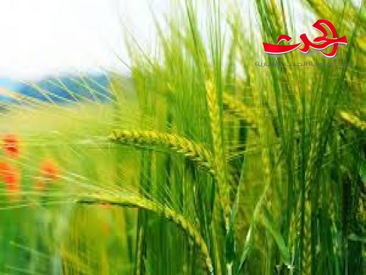 أكثر من 22 ألف هكتار المساحة المزروعة في إدلب من القمح والشعير