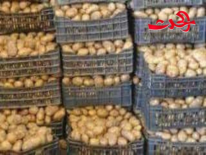 شحنة البطاطا المستوردة من مصر ما زالت محتجزة في مرفأ طرطوس
