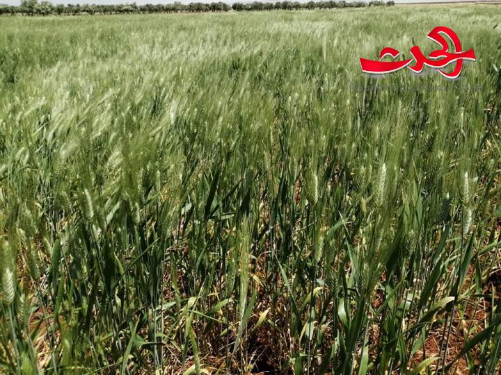 مدير زراعة درعا: المحافظة سلة غذائية متكاملة للمحاصيل الاستراتيجية