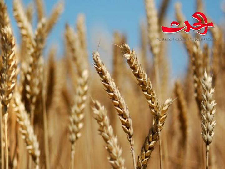 مدير السورية للحبوب: حصاد القمح سيتأخر والحرائق خفضت الكميات المتوقعة 