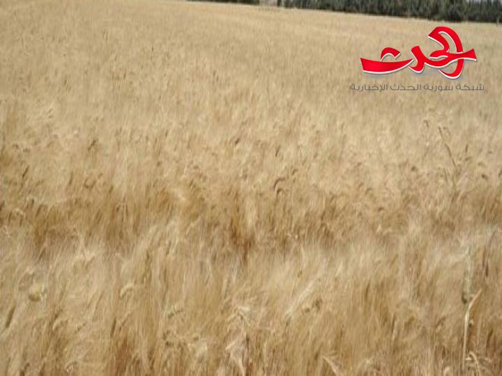 الاحتلال التركي يواصل انتهاكاته لحرمة الاراضي السورية ويواصل سرقة المحاصيل الزراعية