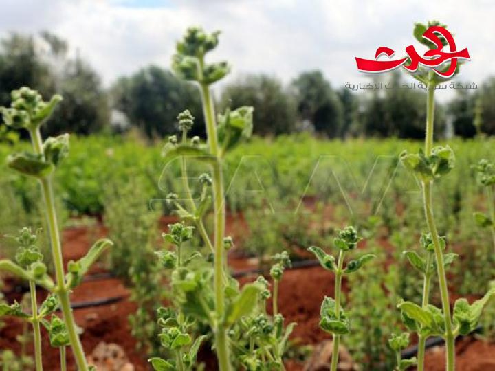 فرص عمل ومصادر دخل اضافية في درعا من زراعة الزعتر الخليلي