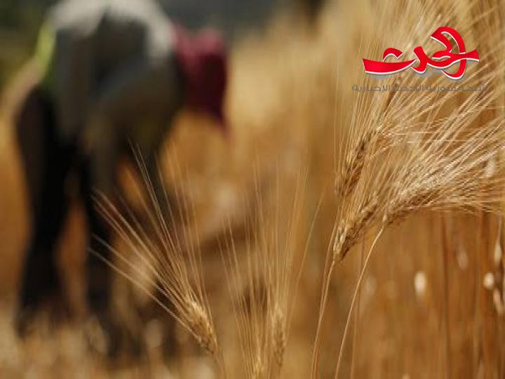 مليشيا" قسد" تمنع الفلاحين من ببع القمح للحكومة السورية