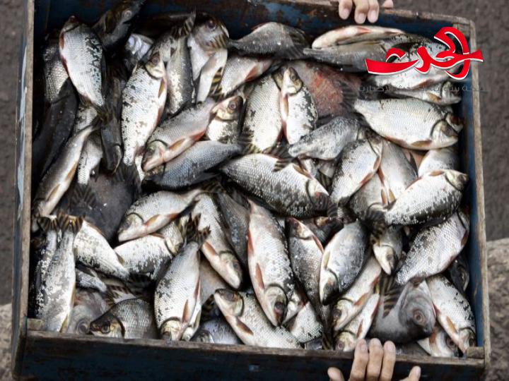 ارتفاع اسعار السمك في السوق السورية بسبب كورونا