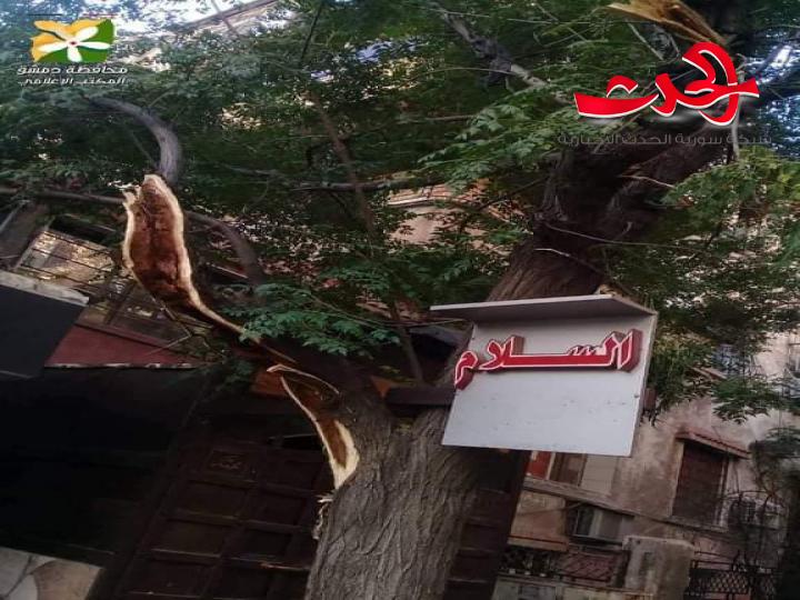 إعادة تأهيل منصف الياسمين وإزالة الأشجار المتضررة في مدخل مشروع دمر