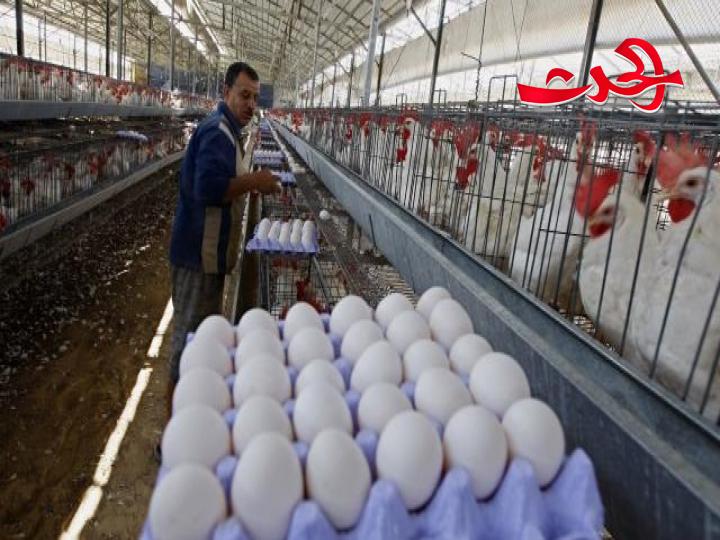 أسعار البيض الكاوية تبتعد به عن موائد السوريين.. وتكلفة البيضة على المنتج تزيد عن 95 ليرة