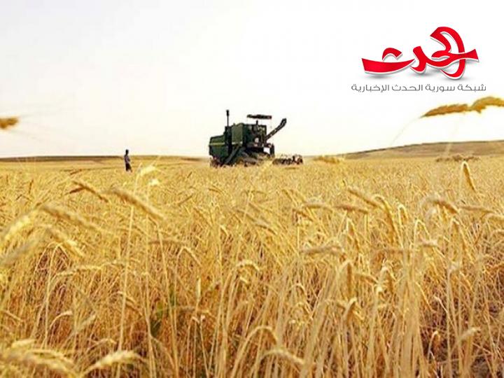السورية للحبوب توقع عقدا مع روسيا لاستيراد 200 ألف طن من القمح