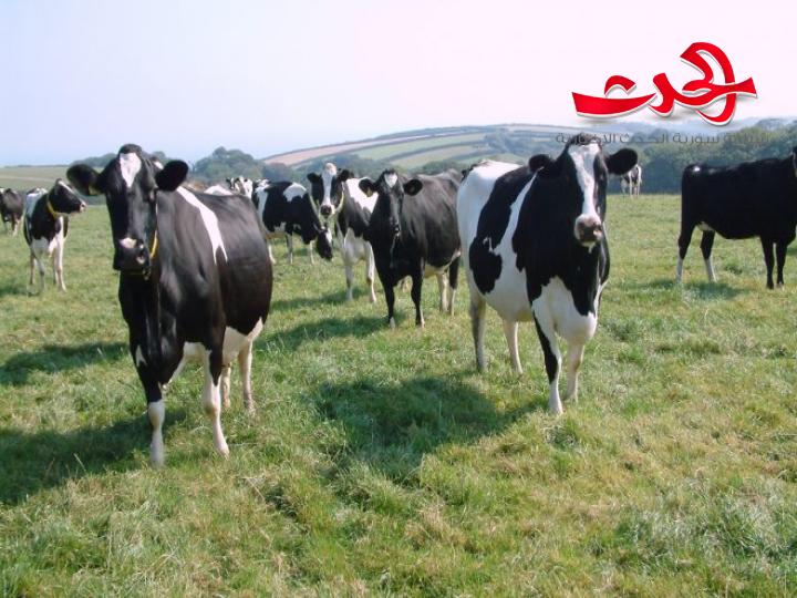 القبض على شبكة اتجار بالأبقار النافقة والمصابة بالجدري