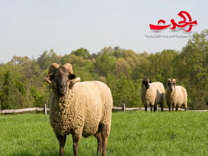 نصائح وزارة الزراعة المصرية لشراء خروف الاضاحي