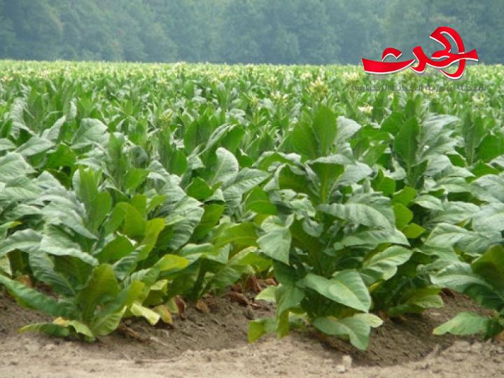 مزارعو التبغ بانتظار رفع اسعار من الحكومة.. والتجار يدفعون أربعة أضعاف السعر