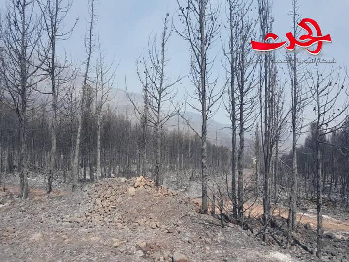 وزارة الزراعة تنشر نتيجة التحقيقات الأولية لثلاث حرائق في الغاب ومصياف 