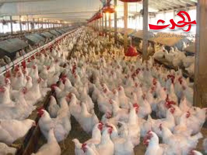 الزراعي يوضح أهدافه الجديدة.. قروض متنوعة لقطاع الدواجن لتحقيق الاستقرار في أسعار المنتجات