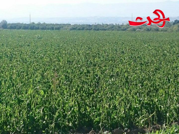 200 ألف هكتار قابلة للزراعة بريف إدلب المحرر