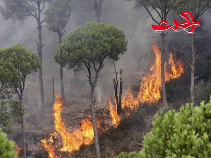 اتحاد الفلاحين يطالب متضرري الحرائق بالا يسمحوا لتجار الخشب بدخول اراضيهم