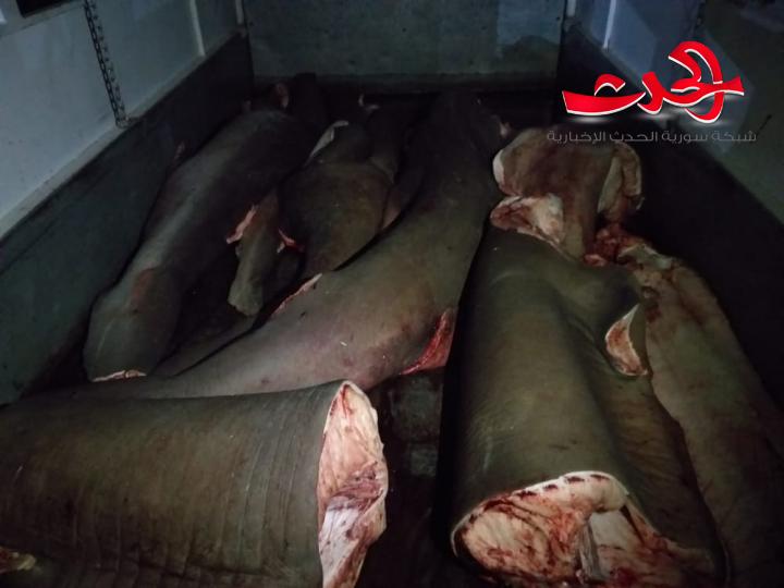 رقابة ريف دمشق تضبط سيارة غير مبردة محملة بسمك قرش غير صالح للاستهلاك البشري
