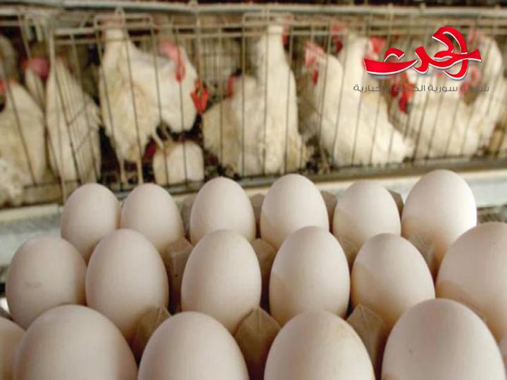 حداد: ارتفاع أسعار البيض سببه التهريب إلى دول الجوار