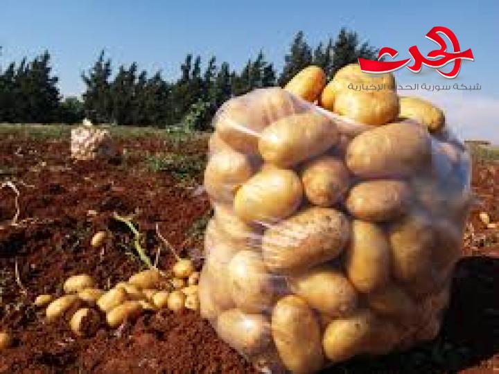 الاقتصاد تقرر وقف تصدير البطاطا حتى نهاية آذار القادم