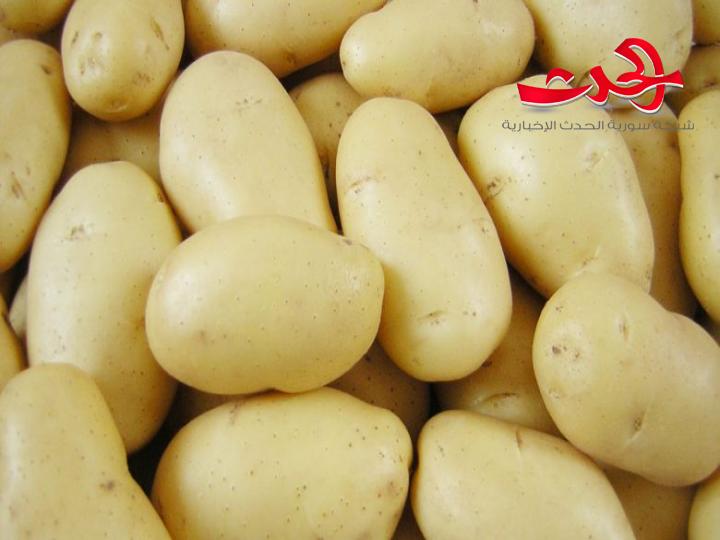 قزيز: إيقاف تصدير البطاطا حرم دول الخليج والعراق من 1450 طناً يومياً