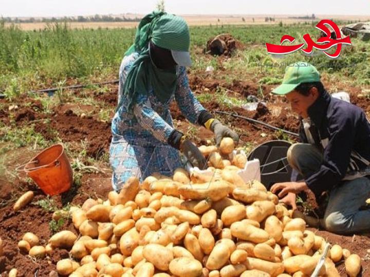 درعا تنتج حوالي 24.5 ألف طن من البطاطا الخريفية