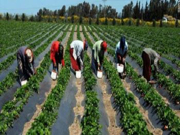 توسع زراعي لافت في درعا