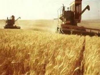 450 مليار ليرة لاستلام محصول القمح للموسم الحالي من الفلاحين 