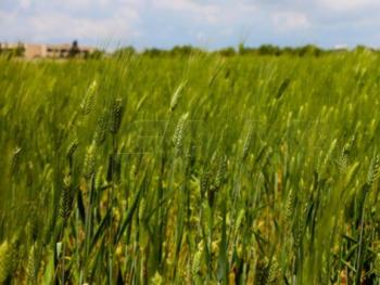 محافظة درعا تستكمل استعداداتها لاستلام محصول القمح