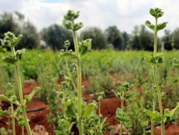 فرص عمل ومصادر دخل اضافية في درعا من زراعة الزعتر الخليلي