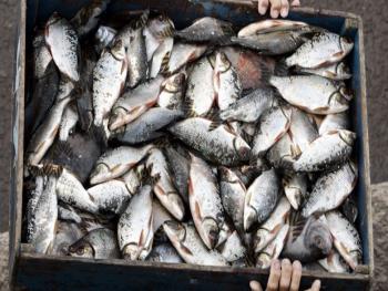 ارتفاع اسعار السمك في السوق السورية بسبب كورونا