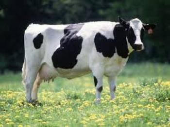 اتخاذ اجراءات مشددة  لمنع ذبح أو بيع الأبقار المصابة بالـ"جدري" في اللاذقية
