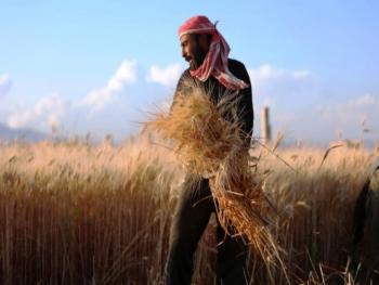 مسؤول في اتحاد  الفلاحين: الفلاحون يمتنعون عن بيع القمح لميليشيا «قسد»