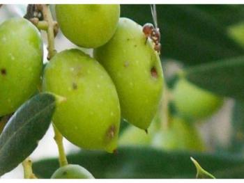 تضرر موسم الزيتون في طرطوس بذبابة ثمار الزيتون 