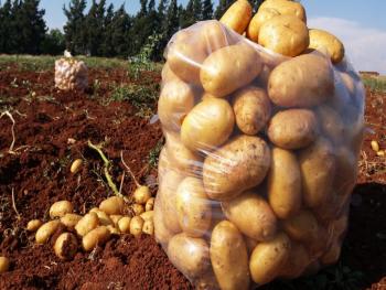 2.6 مليار ليرة للتوسع في إنتاج بذار البطاطا محلياً وتخفيض الكميات المستوردة
