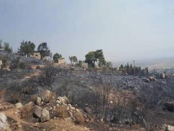 وزارة الزراعة تنشر نتيجة التحقيقات الأولية لثلاث حرائق في الغاب ومصياف 