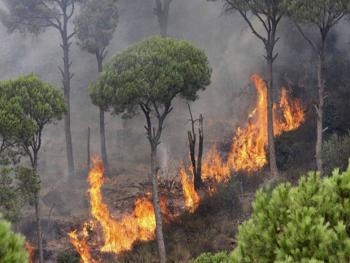 اتحاد الفلاحين يطالب متضرري الحرائق بالا يسمحوا لتجار الخشب بدخول اراضيهم