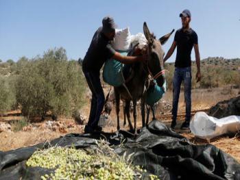 اتحاد المزارعين الاردنيين يرفض تصدير الزيتون إلى إسرائيل