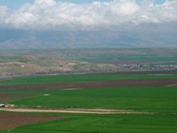 زراعة 1200 هكتار بالشعير في درعا