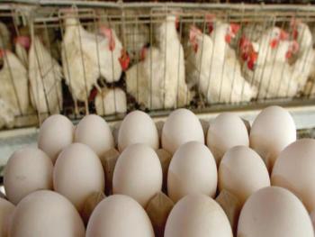 حداد: ارتفاع أسعار البيض سببه التهريب إلى دول الجوار