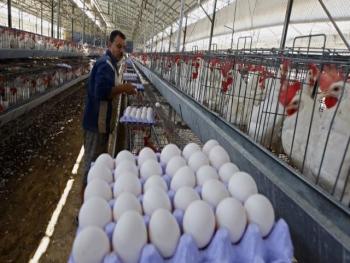 منشآت دواجن السويداء تجدّد وحدة التغذية وتزيد إنتاجها إلى 70 ألف بيضة باليوم