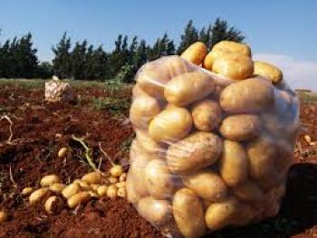 الاقتصاد تقرر وقف تصدير البطاطا حتى نهاية آذار القادم