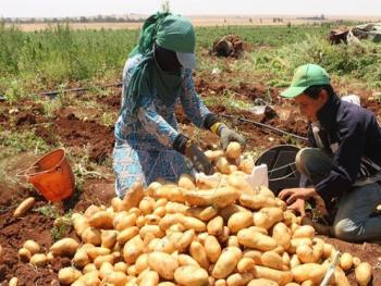 درعا تنتج حوالي 24.5 ألف طن من البطاطا الخريفية