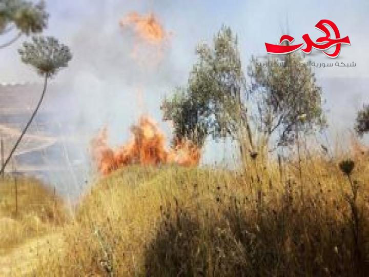ريف حمص: إخماد حريق بأشجار زيتون وأعشاب يابسة 