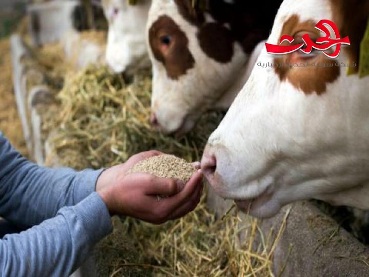 ارتفاع أسعار الأعلاف..سيؤدي بالمزارعين ومربي الأبقار والدواجن لبيعها ..!! 