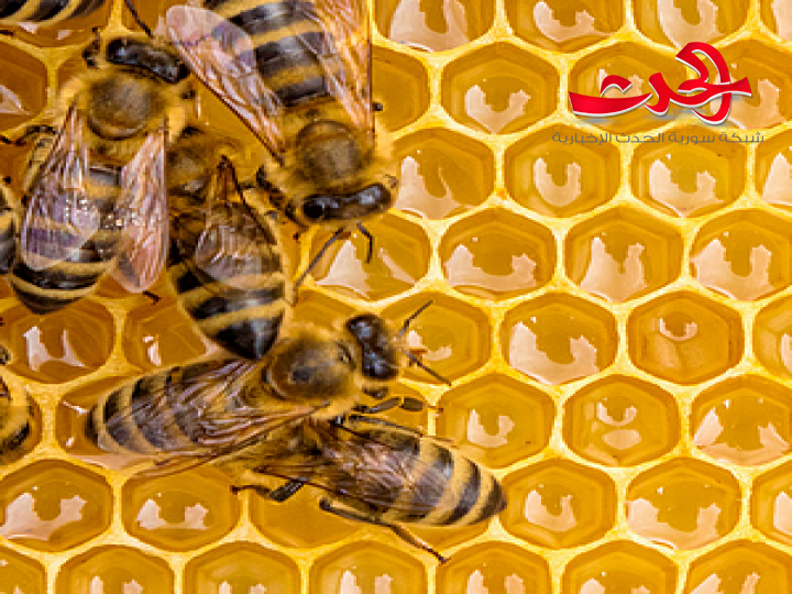 الحكومة توافق على استيراد النحل وملكاته ومنتجات الخلية